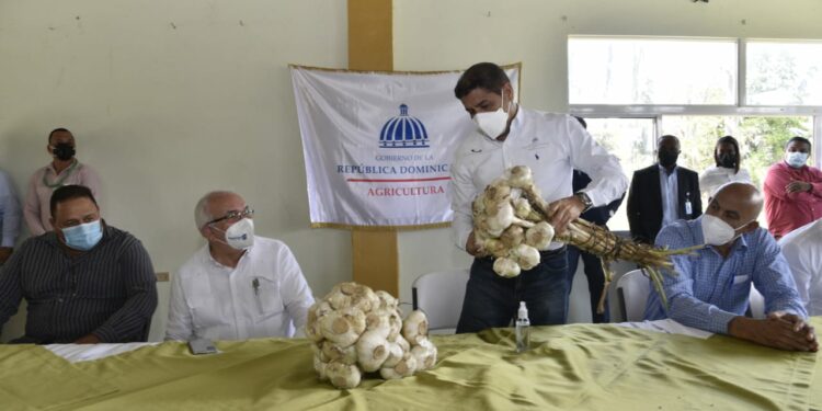 Gobierno auxilia a productores de ajo de Constanza