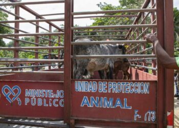 Retiran vacas y cerdos criados sin control en Arroyo Hondo