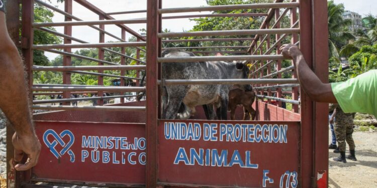 Retiran vacas y cerdos criados sin control en Arroyo Hondo
