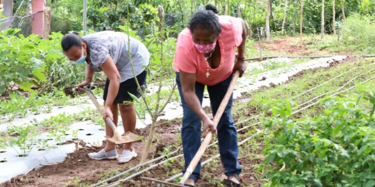 Buscan reducir la intermediación en compras públicas en favor de la agricultura familiar