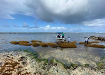 Recogen 1.300 metros cúbicos de sargazo antes que invadan costas de Punta Cana