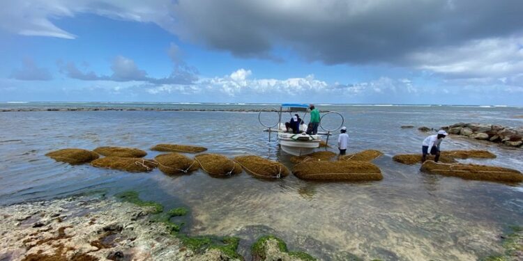 Recogen 1.300 metros cúbicos de sargazo antes que invadan costas de Punta Cana