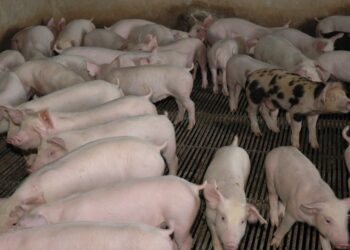 Alcalde de Santiago llama a sacrificar todos los cerdos de la zona fronteriza