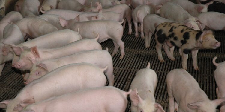 Alcalde de Santiago llama a sacrificar todos los cerdos de la zona fronteriza