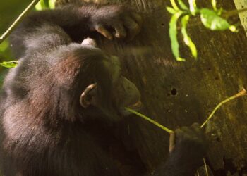 Los chimpancés no han entrado en la edad de piedra