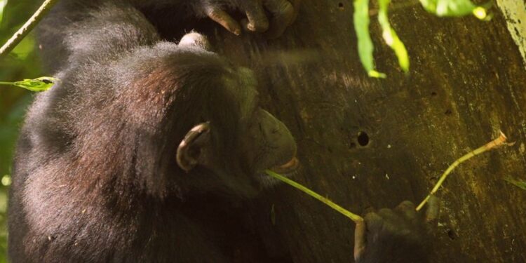 Los chimpancés no han entrado en la edad de piedra