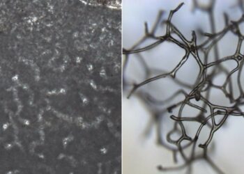 Formas como esponjas apuntan a los animales más antiguos de la Tierra