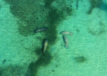 El recorrido de los manatíes Juanita, Pepe y Lupita en mar abierto