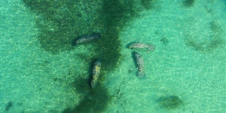 El recorrido de los manatíes Juanita, Pepe y Lupita en mar abierto