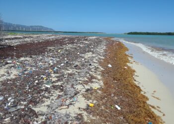 Analizarán las oportunidades del sargazo para la República Dominicana