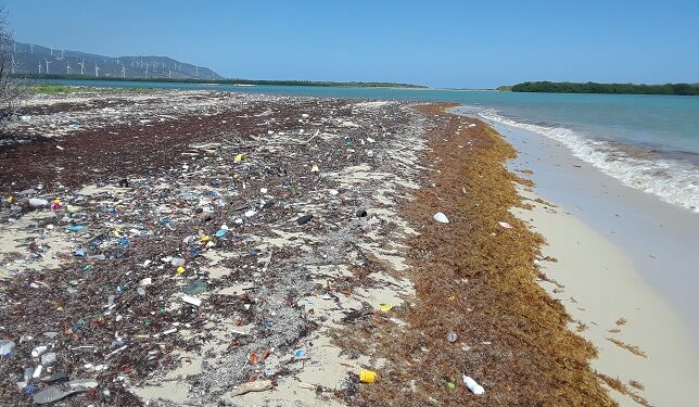 Analizarán las oportunidades del sargazo para la República Dominicana