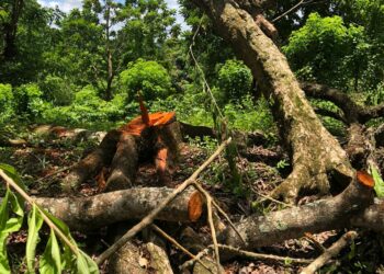 Detienen operaciones de extracción de agregados y tala de árboles en Espaillat