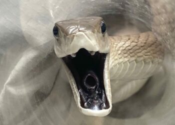 Revelado el secreto evolutivo de los colmillos de serpiente