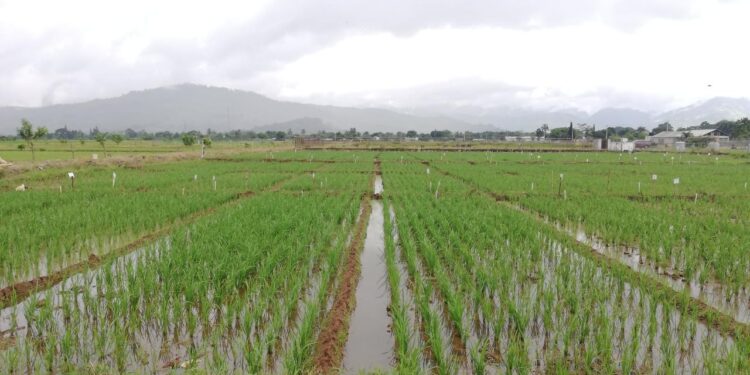 Tormenta tropical Fred no causó daños al sector agrícola