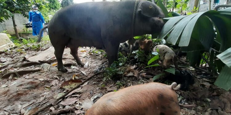Gobierno compensará a porcicultores cuyos cerdos sean sacrificados