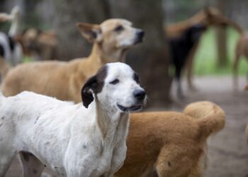 La lucha del Ministerio Público también se enfoca  en sancionar el maltrato animal