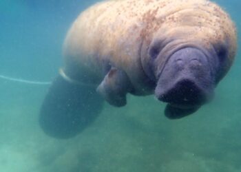 Monitoreo en mar abierto: Manatíes Juanita, Pepe y Lupita, conservan perfectas salud