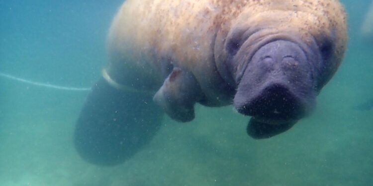Monitoreo en mar abierto: Manatíes Juanita, Pepe y Lupita, conservan perfectas salud
