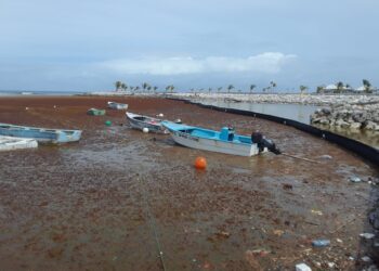 Investigación: El Sargazo es solución para tratamiento aguas residuales