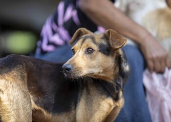 La lucha del Ministerio Público también se enfoca  en sancionar el maltrato animal