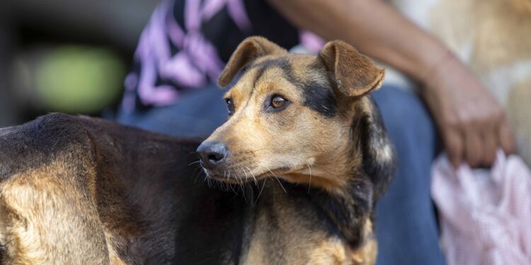 La lucha del Ministerio Público también se enfoca  en sancionar el maltrato animal
