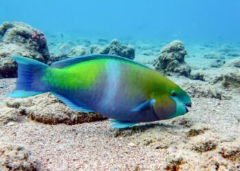 Comienza este martes veda para la pesca y captura de diversas especies marinas