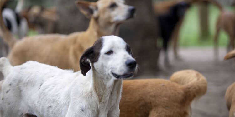 La lucha del Ministerio Público también se enfoca  en sancionar el maltrato animal
