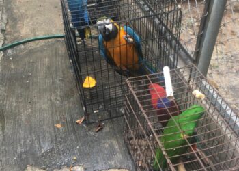 Arrestan a dos personas por introducción y explotación de animales exóticos en Punta Cana