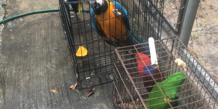 Arrestan a dos personas por introducción y explotación de animales exóticos en Punta Cana