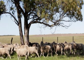 ONU pide redirigir 470 000 millones de dólares en ayudas agrícolas