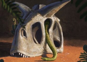 Las serpientes evolucionaron de los supervivientes a un asteroide