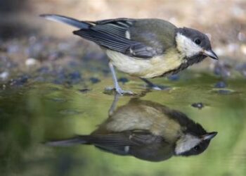 El cambio climático provoca picos, patas y orejas más grandes en los animales