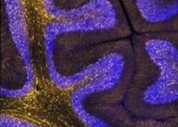 Los genes humanos que más rápido evolucionan están vinculados al desarrollo del cerebro