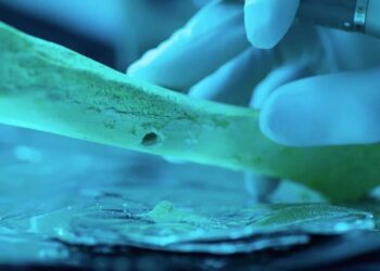 Las uniones entre primos fueron la excepción en el mundo prehistórico