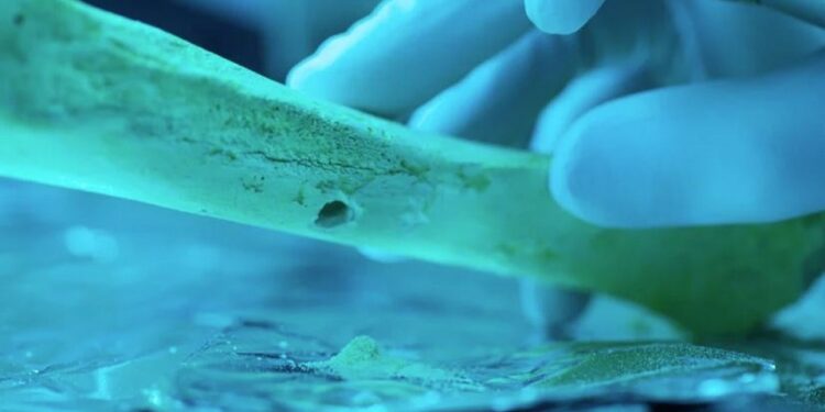 Las uniones entre primos fueron la excepción en el mundo prehistórico