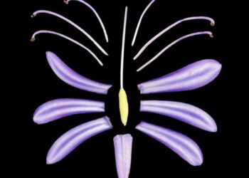 Las plantas evolucionaron en dos pulsos separados  por 250 millones de años