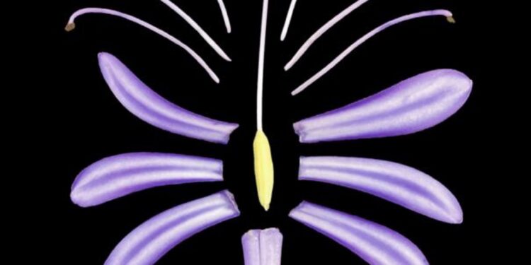 Las plantas evolucionaron en dos pulsos separados  por 250 millones de años