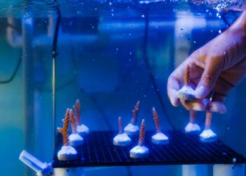 RD promueve modelo de turismo para restauración de ecosistemas marino-costeros