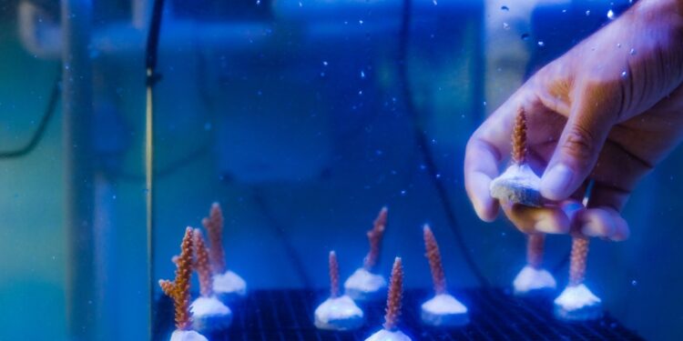 RD promueve modelo de turismo para restauración de ecosistemas marino-costeros