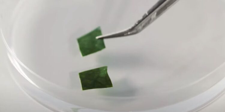 Científicos generan café en placas de laboratorio