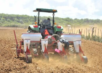 Agricultura siembra de 30 mil tareas de maíz en Puerto Plata