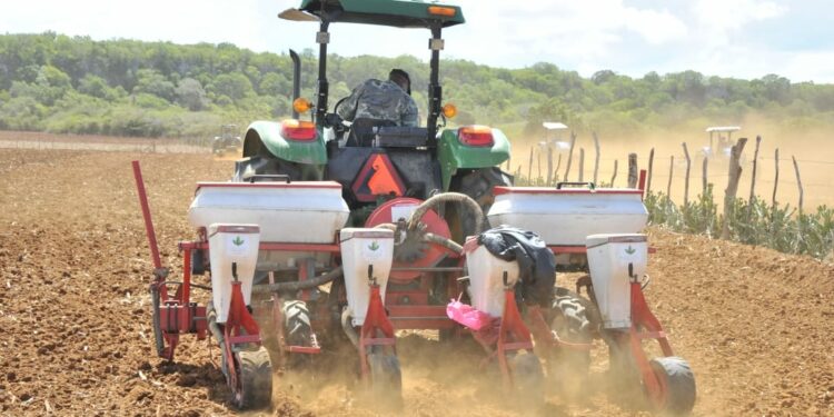 Agricultura siembra de 30 mil tareas de maíz en Puerto Plata