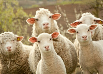 Feda invertirá RD$ 200 millones para desarrollar la  crianza ovino y caprino en el país