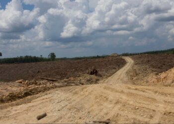 El mundo ve caer su foresta a causa de la expansión agrícola y de pastoreo
