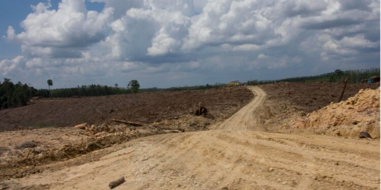 El mundo ve caer su foresta a causa de la expansión agrícola y de pastoreo