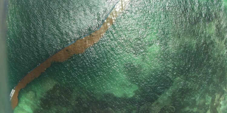 Dominicanos diseñan primer satélite que pronosticará llegada del sargazo a playas del Caribe