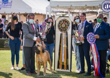 Realizan en RD exposición canina internacional con más de 200 perros de todas las razas