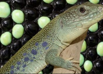 Los trucos que usa el lagarto para sobrevivir