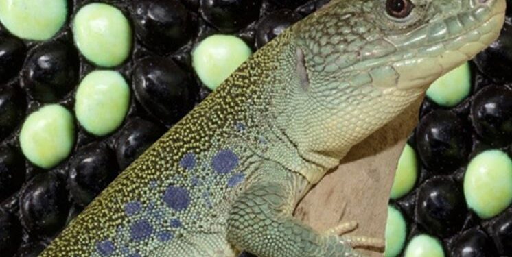 Los trucos que usa el lagarto para sobrevivir