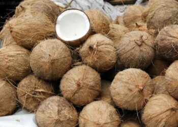 Interceptan casi 20.000 cocos rellenos de cocaína líquida